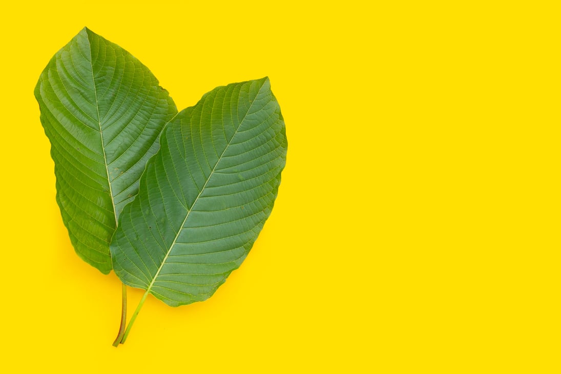 Mitragyna speciosa, Fresh kratom leaves on yellow background