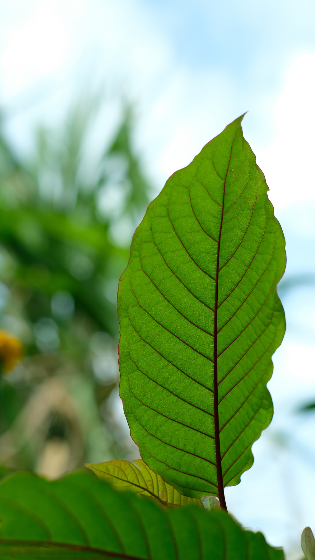 Mitragyna speciosa leaf (kratom), plant in thailand, Kratom is Thai herbal which encourage health. Close up